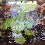 a plant is growing out of the water